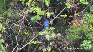 Greater Ani quotAnucorocaquot Crotophaga major [upl. by Ellery245]