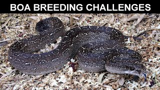 Boa Breeding Challenges Why are Boa Constrictors so Hard to Breed [upl. by Ydnec253]