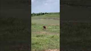 Wow Thrilling Cheetah Hunt for Antelopes 😱 [upl. by Barnebas]