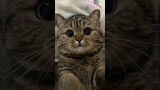 cis cis cis versi kucing cute cat [upl. by Admana]