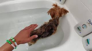 my dog is walking again DIY Bathtub Hydrotherapy WORKS [upl. by Spence554]