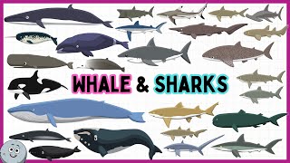 Whale amp Shark Types for Kids  Learn Whale amp Shark Species for Children [upl. by Orlena]