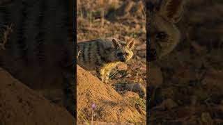 Aardwolf Facts  Interesting Facts about Aardwolf  Shorts [upl. by Nyladnohr]