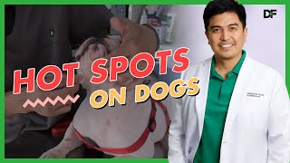 Hot Spots in Dogs How To Manage Them [upl. by Map955]