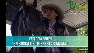 Importancia de la Etologia Equina  TvAgro por Juan Gonzalo Angel [upl. by Dyke560]