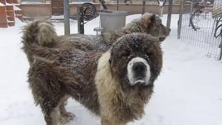 Caucasian Shepherd dogs and snow [upl. by Albur]