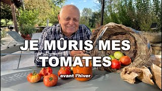 COMMENT MÛRIR SES TOMATES VERTES 🍅 AVANT LHIVER  RÉCOLTECONSEILS ASTUCES [upl. by Aelanna483]