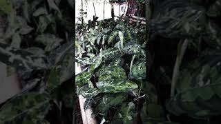 Ready For Sell Aglaonema Pictum Tricolor [upl. by Soisinoid]