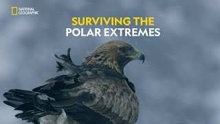 Ultimate Survivalists  Hostile Planet  हिंदी  S1  E6  Nat Geo Wild [upl. by Lahcim]