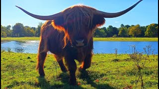 Brompton Lakes Ellerton Lake Highland Cattle Fest [upl. by Dodds]