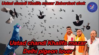 Ustad chandi Khalifa mazar Delhi pigeon lover urban pigeons [upl. by Llenart]