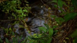 River Sounds in the Tbilisi Botanical Garden VIII  Georgia [upl. by Aradnahc]