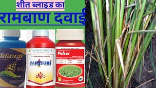 शीत ब्लाइड का रोकथामhexaconazole 5scthifluzamide 24scpulsor fungicidematsuri fungicidepaddy [upl. by Kceb]