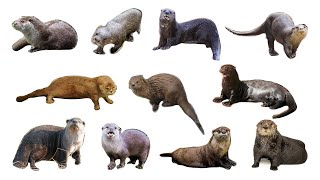 🦦 Types Of Otter  Otter Species otters [upl. by Daggna814]