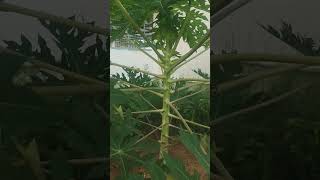 Pappaya tree growth short tamil [upl. by Talbott]