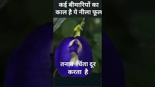 Aprajita Flower health benefits शुगर से माइग्रेन तक कई बीमारियों का इलाज है ये फूल [upl. by Alrahc]