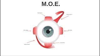 Aula 01 Anatomia ocular  M O E [upl. by Feerahs]