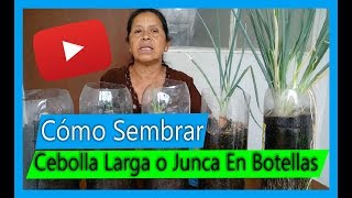 Cómo Sembrar Cebolla Larga O Junca en botellas plásticas En casa Cebollas por siempre [upl. by Sunshine794]