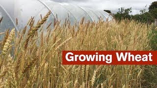 Growing Wheat For The First Time [upl. by Nnyleve]