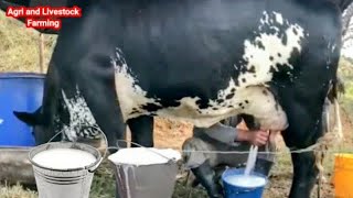 Highly Milking Biggest Udder Girlando Cow Breed 127 Litters Milk per day world Record  Gir Cow [upl. by Alpert]