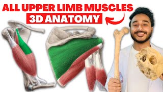 All upper limb muscles anatomy 3d  upper limb muscles origin and insertion anatomy [upl. by Jarib]