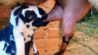 goat baby drinking milknew goat milking video 🐐🐮 [upl. by Eiramnwad]