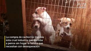 Los perros son maltratados en criaderos de todo el mudo [upl. by Allicerp]