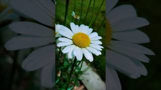 Daisies in full bloom  Shasta Daisy Growing Shasta Daisy Flower Leucanthemum × superbum kasturi [upl. by Elletnwahs]