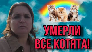 ШОК УМЕРЛИ ВСЕ КОТЯТА VREDINA LIFE VREDINA LIFE ОБЗОР [upl. by Nalliuq377]