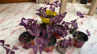 Update of oxalis triangularis plant 🪴 [upl. by Adora168]