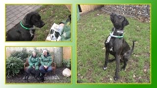 Hundevermittlung  JanuarFebruar 2014 Tierheim Hannover TV [upl. by Juetta]