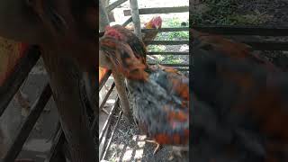 ayam anakan super big [upl. by Loredo492]