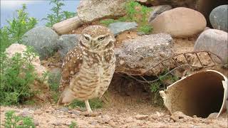 Burrowing Owl Watching Over His Territory [upl. by Venuti264]