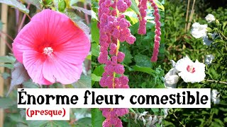 Très grosse fleur comestible [upl. by Amian]