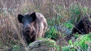 The Shooting Show  British boar under moonlight and Heym SR21 review [upl. by Ilrebmik]