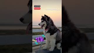 Dog training and family 🐕 dogs 🐶trending dogtrainer dogtraining [upl. by Sarene]