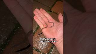 Free and EASY way to get EARTHWORMS for your Garden earthworms [upl. by Enitsud]