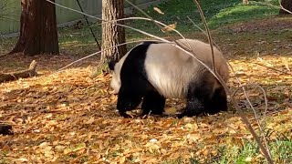 Visiting the Smithsonian National Zoo in Washington DC [upl. by Aihsaei]