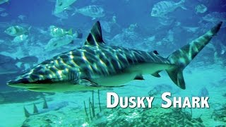 Diving with Dusky Sharks [upl. by Airdnaxila]