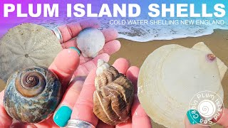 Storm Shells  Noreaster Alert Plum Island Shelling  Shell Hunts  Cold Water Shelling New England [upl. by Steward]