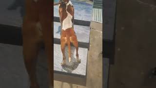 Torque pitbull Male Conditioned dog pets pakistan animals cerberus desi [upl. by Atekahs]