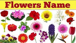 Flowers Name in english and hindi  Flowers Name  Flower Name  फूलों के नाम  phoolon ke naam [upl. by Hareehat411]