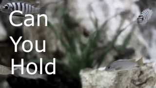 NF  CAN YOU HOLD ME LYRICS VIDEO [upl. by Marjana516]