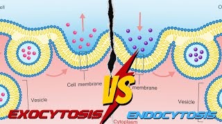 Difference between Endocytosis and Exocytosis By Sir Zaid Iqbal thelearnersinn [upl. by Lleuqar]