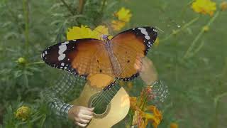 La Mariposa y La Pequeña Flor The Butterfly and the Little Flower [upl. by Dittman729]