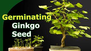 6 ways to germinate ginkgo seeds compared [upl. by Entruoc]