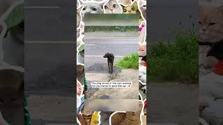 Dogs reunited with owners compilation youtubeshorts funny animalsdog [upl. by Llertnor]