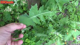 ⟹ Sow Thistle  Sonchus oleraceus  A quick overview [upl. by Island587]