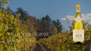 Обзор итальянского вина Villa Scolca 2022 Gavi DOCG [upl. by Lexis]