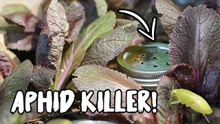 CONTROL ANTS amp APHIDS with this SIMPLE TRICK [upl. by Nerrot963]